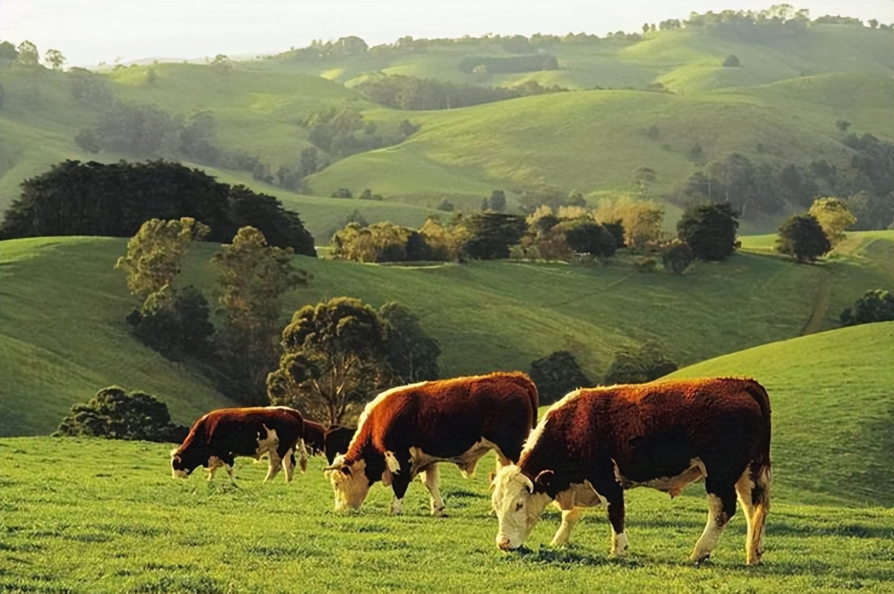 俄罗斯牛肉原装进口多少钱一斤,中国进口俄罗斯4万吨牛肉价格