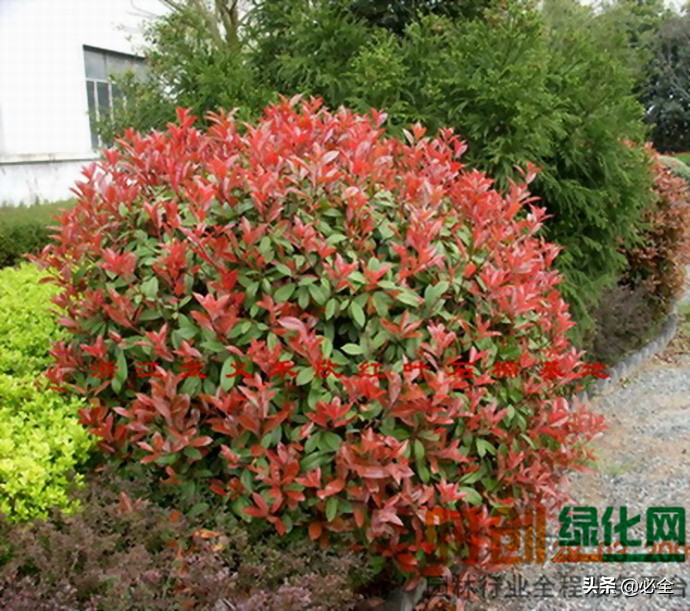 球灌木价格表,灌木球有哪些品种