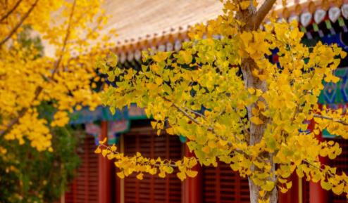 济南必打卡之地金秋时节,济南冬季打卡旅游胜地