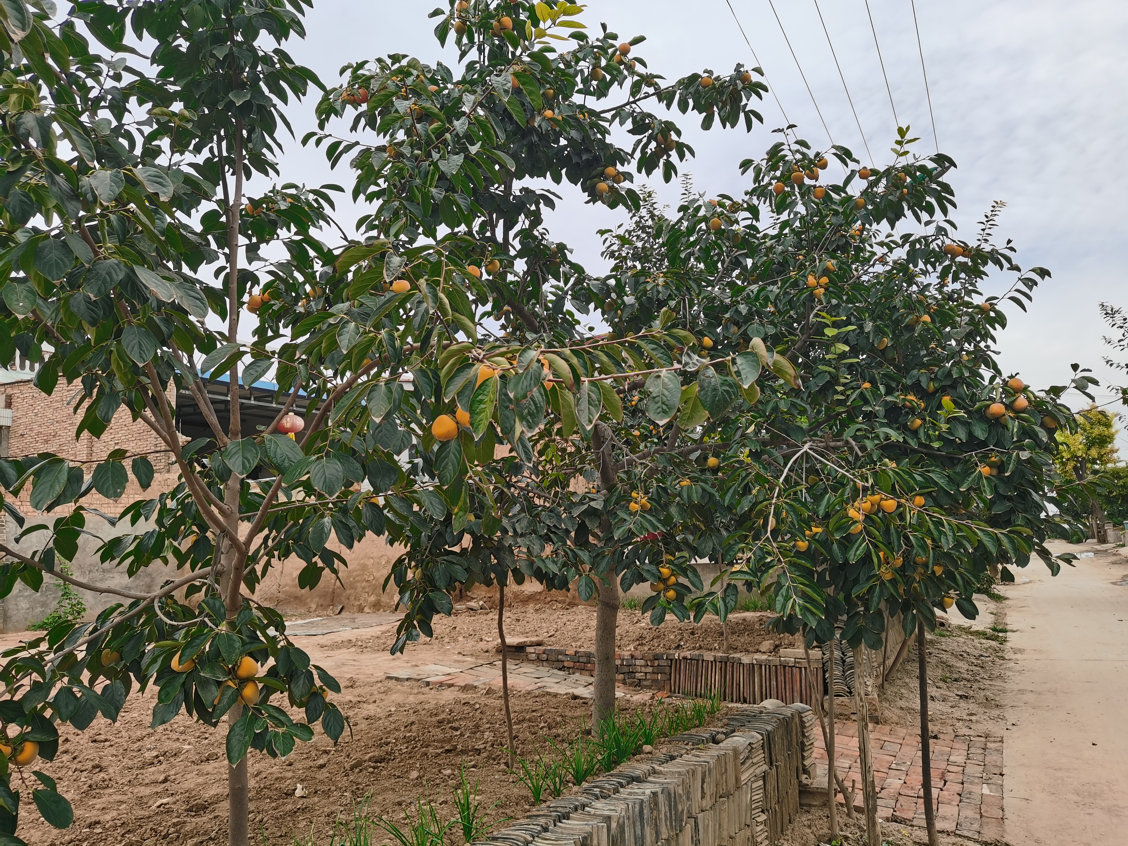 秋分时节回蒲城老家叙记