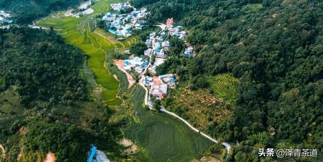 易武六大茶山茶的特点,易武茶的特点