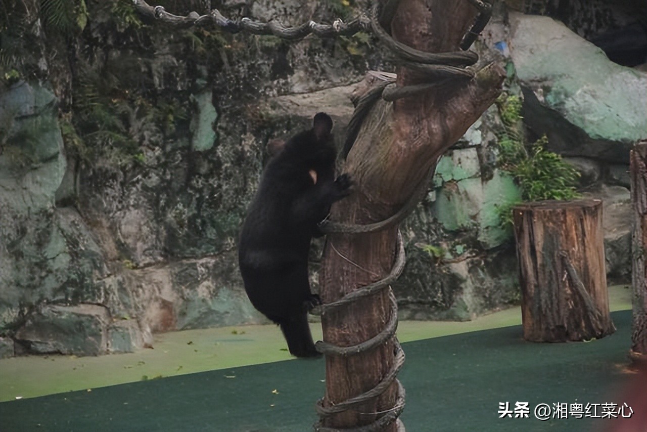 广州长隆野生动物世界野外体验区,广州长隆野生动物世界三天两夜