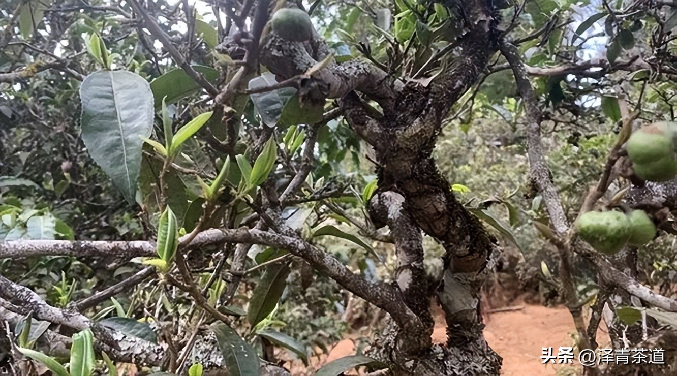 茶树为什么多生“南”而不生“北”？