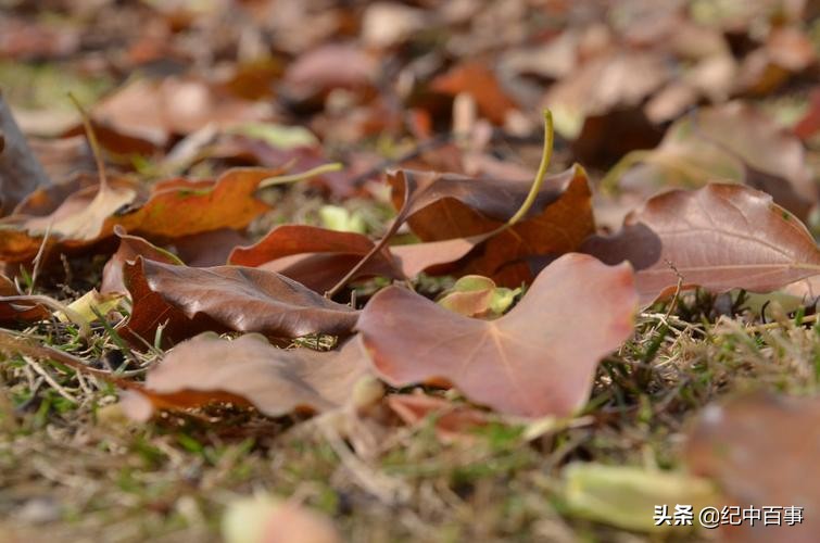 小女孩得了白血病因为穷放弃治疗,13岁女孩患白血病求妈妈放弃治疗