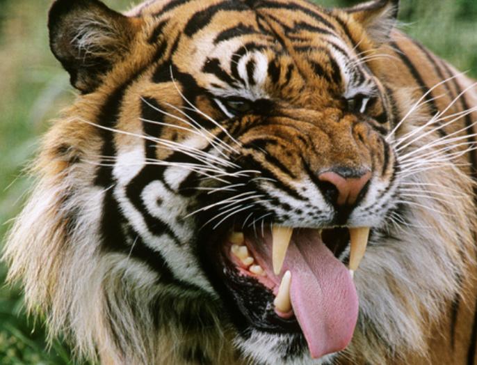 古代对动物的雅称词汇大全,古人描写动物的诗有哪些