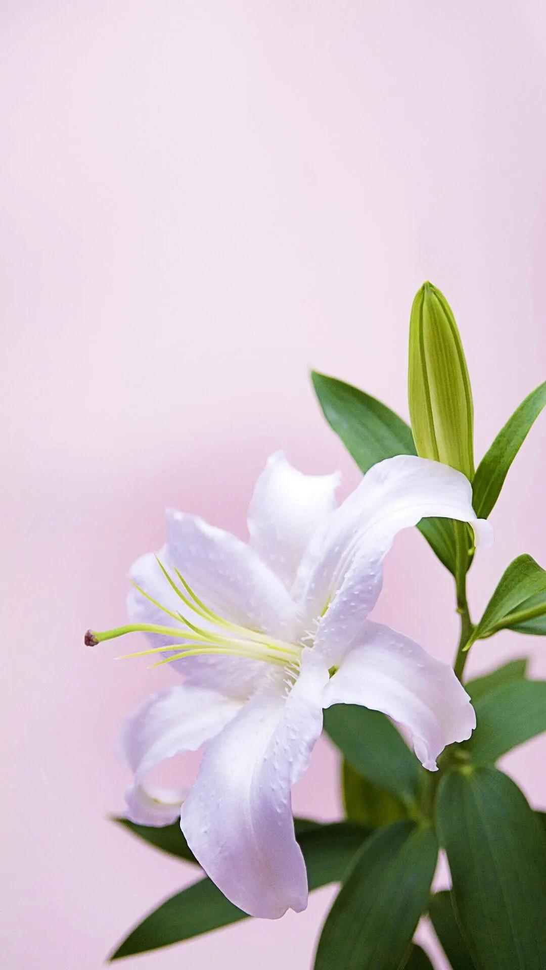 纯洁的百合花图片大全,纯洁的百合花