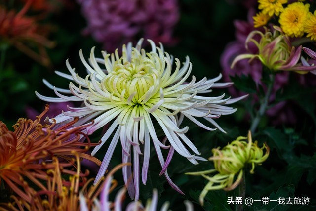 你刚好盛开我正好路过音乐,你刚好盛开我正好路过的配音