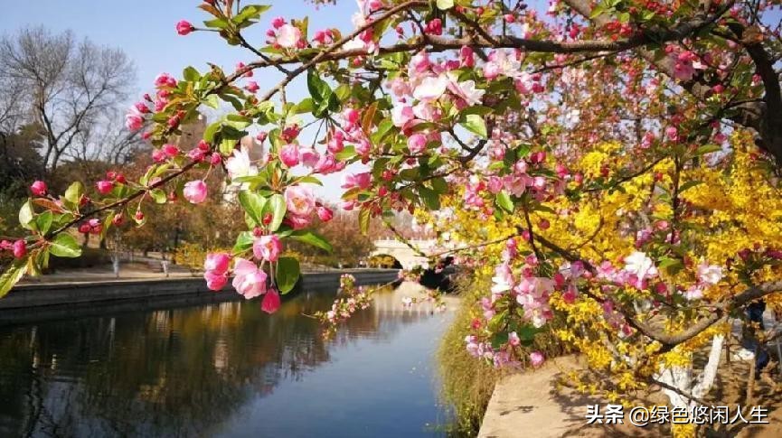 玉堂春富贵指哪些花,玉堂锦绣富贵春寓意