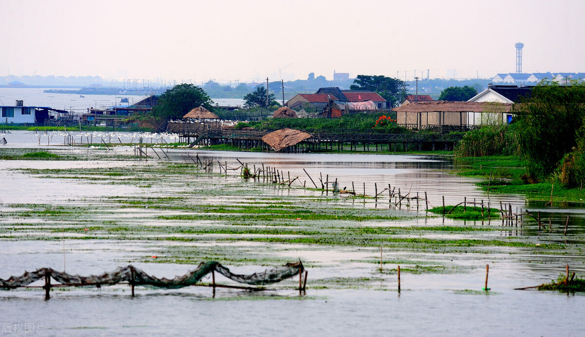 阳澄湖最大的大闸蟹养殖基地,大闸蟹阳澄湖养蟹