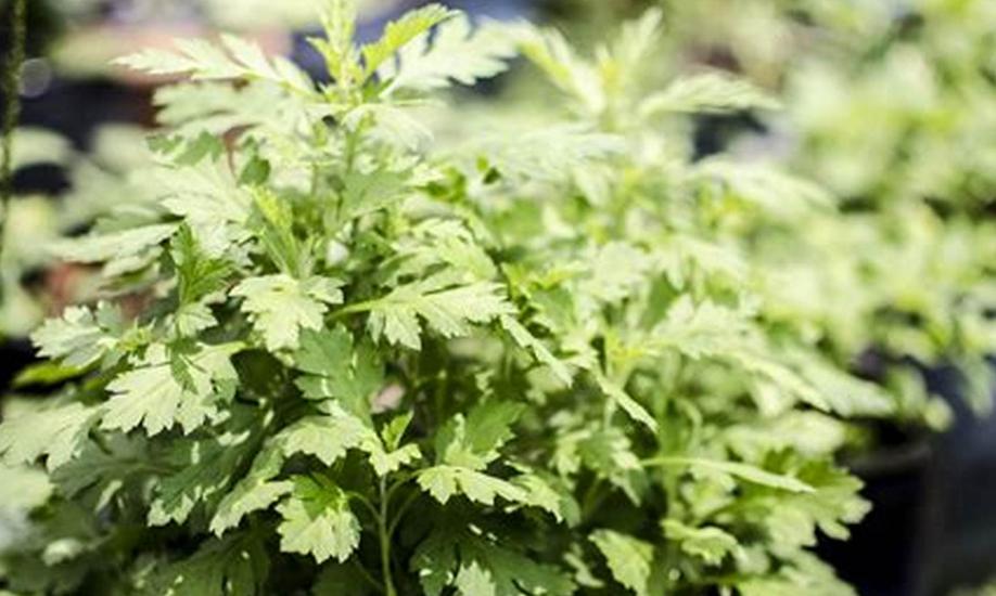 端午节多大的宝宝才能吃粽子,端午节儿童吃粽子为什么