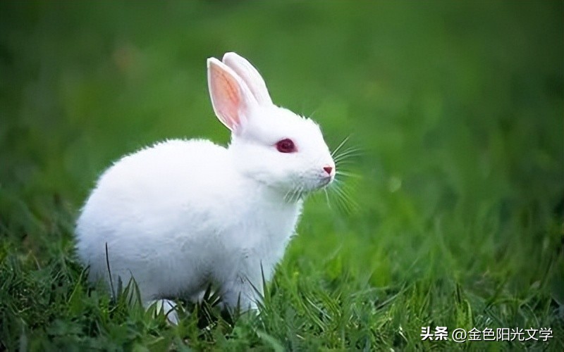 作文心爱之物500字,我的心爱之物作文开头