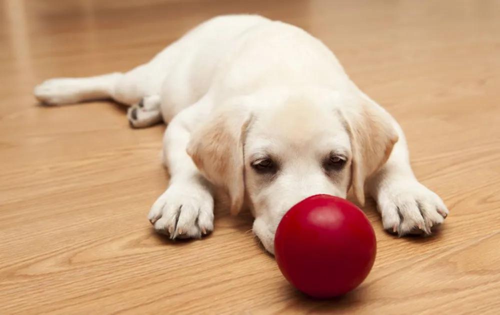 狗狗总是咳嗽干呕，发出咔咔的声音是怎么回事？看完你就明白了