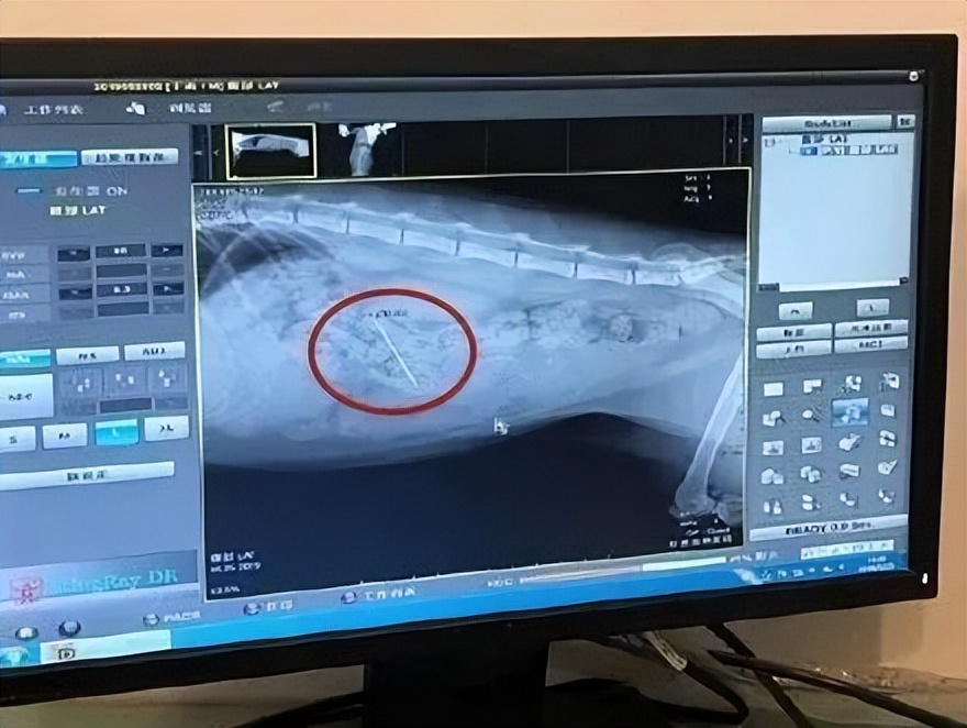 猫咪最怕误食什么,如何判断猫咪误食了异物