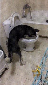 2020最火搞笑的对联,对联大全搞笑过年