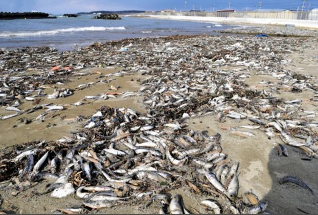 日本北海道海岸现大量沙丁鱼原因,日本海岸出现大量沙丁鱼现场