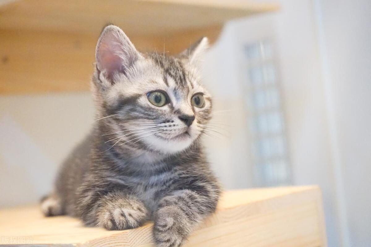 猫咪被粘苍蝇的胶粘到怎么洗掉,猫咪粘到老鼠贴怎么弄干净