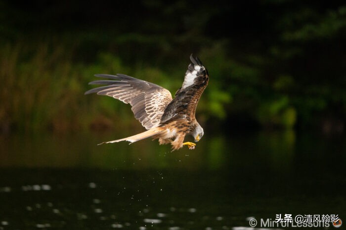 拍鸟什么微单相机合适,索尼a7r4深度拍摄感受