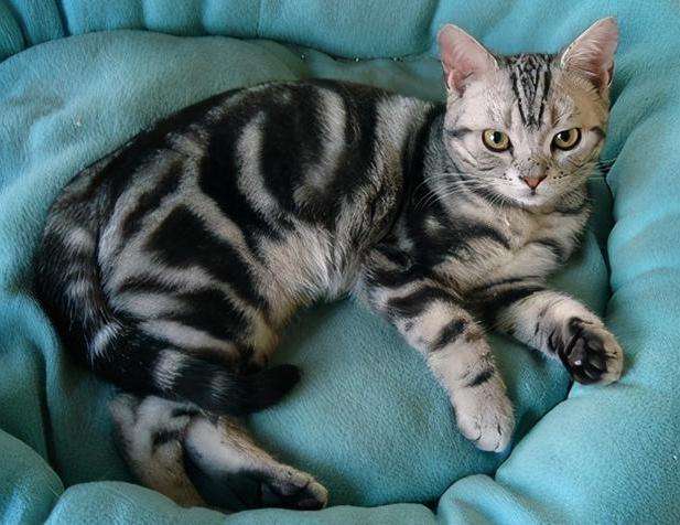 养猫首选这几种猫便宜好养,养猫推荐什么猫不会掉毛