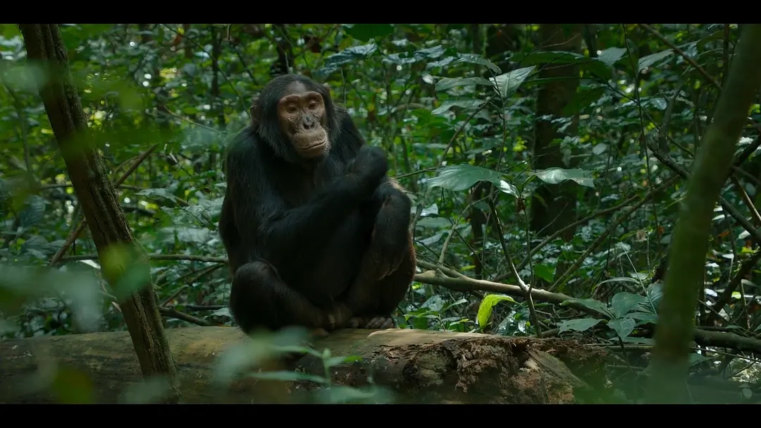 盘点几部值得期待的影视作品,普通人应该去看的四部影视作品
