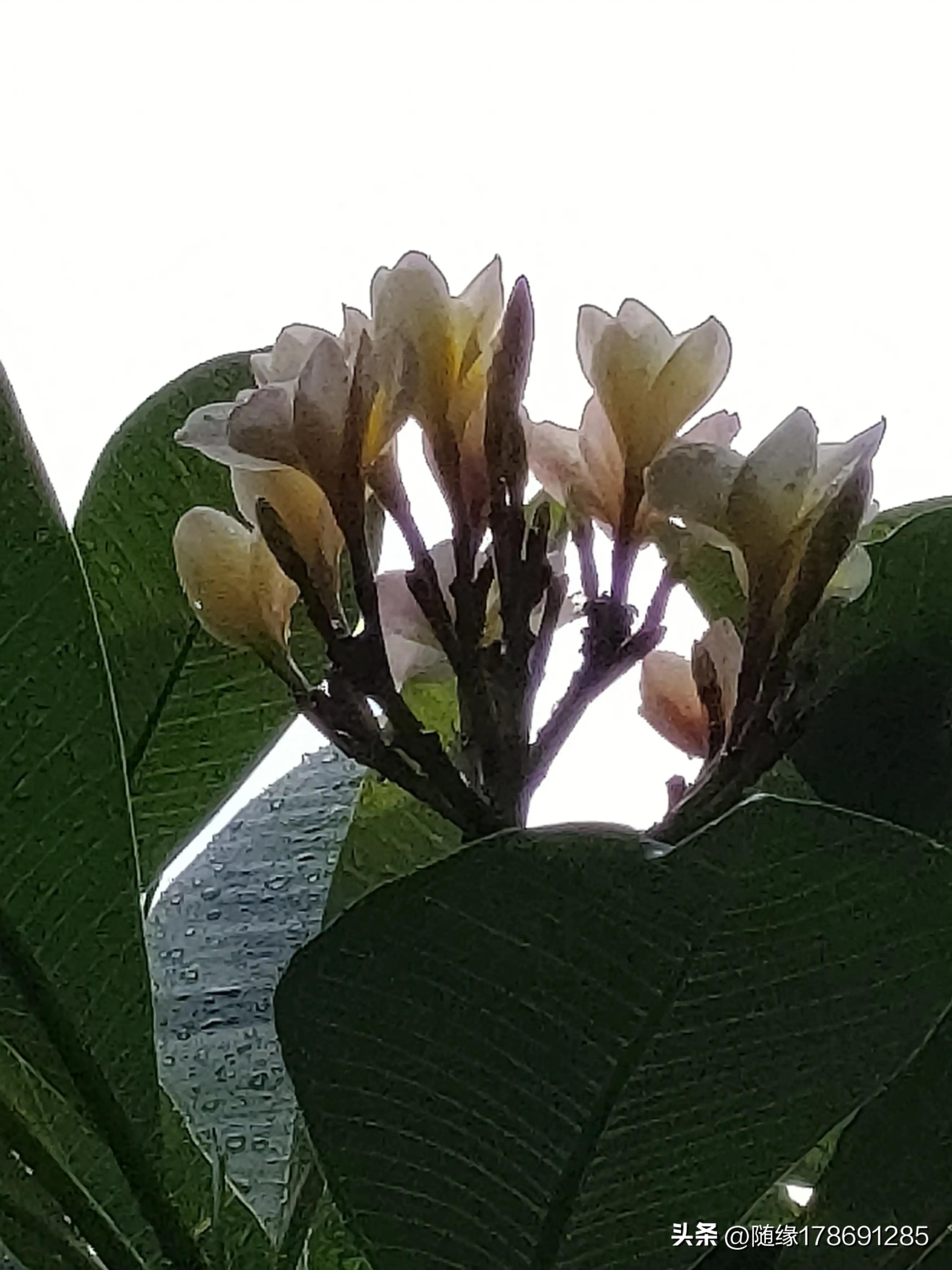 鸡蛋花开,又到了鸡蛋花开的季节