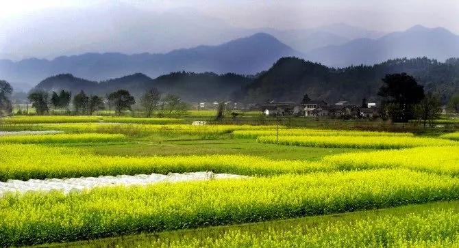 春天的诗句古诗三年级下册,描写春天的古诗四年级下册