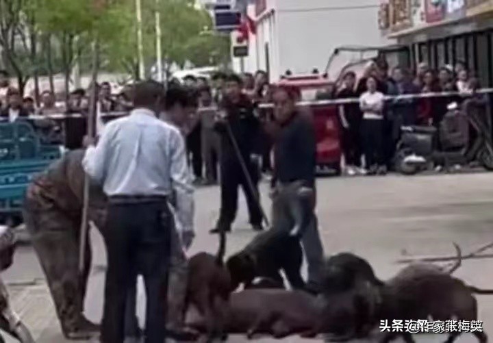 野猪闯入南昌街头彩票店完整版,野猪跑进彩票店南昌