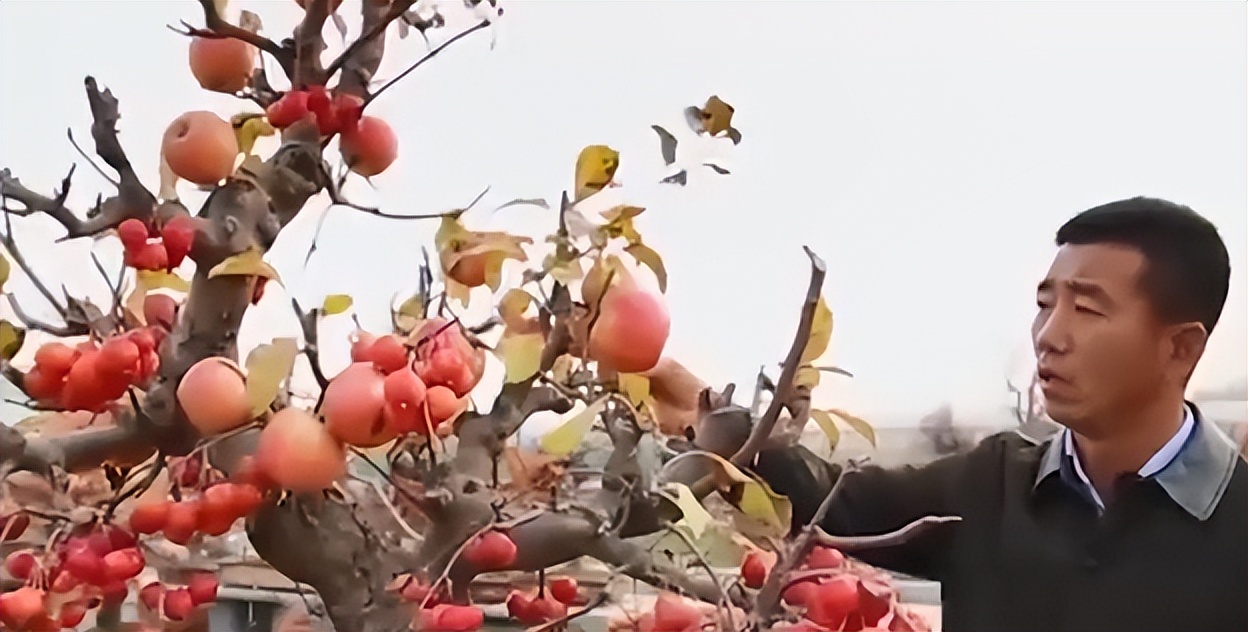 河北大叔遇天降横财，把各种水果种在花盆里，最贵一盆卖到几万元
