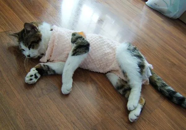 猫咪除了公母，居然还隐藏其他性别!?