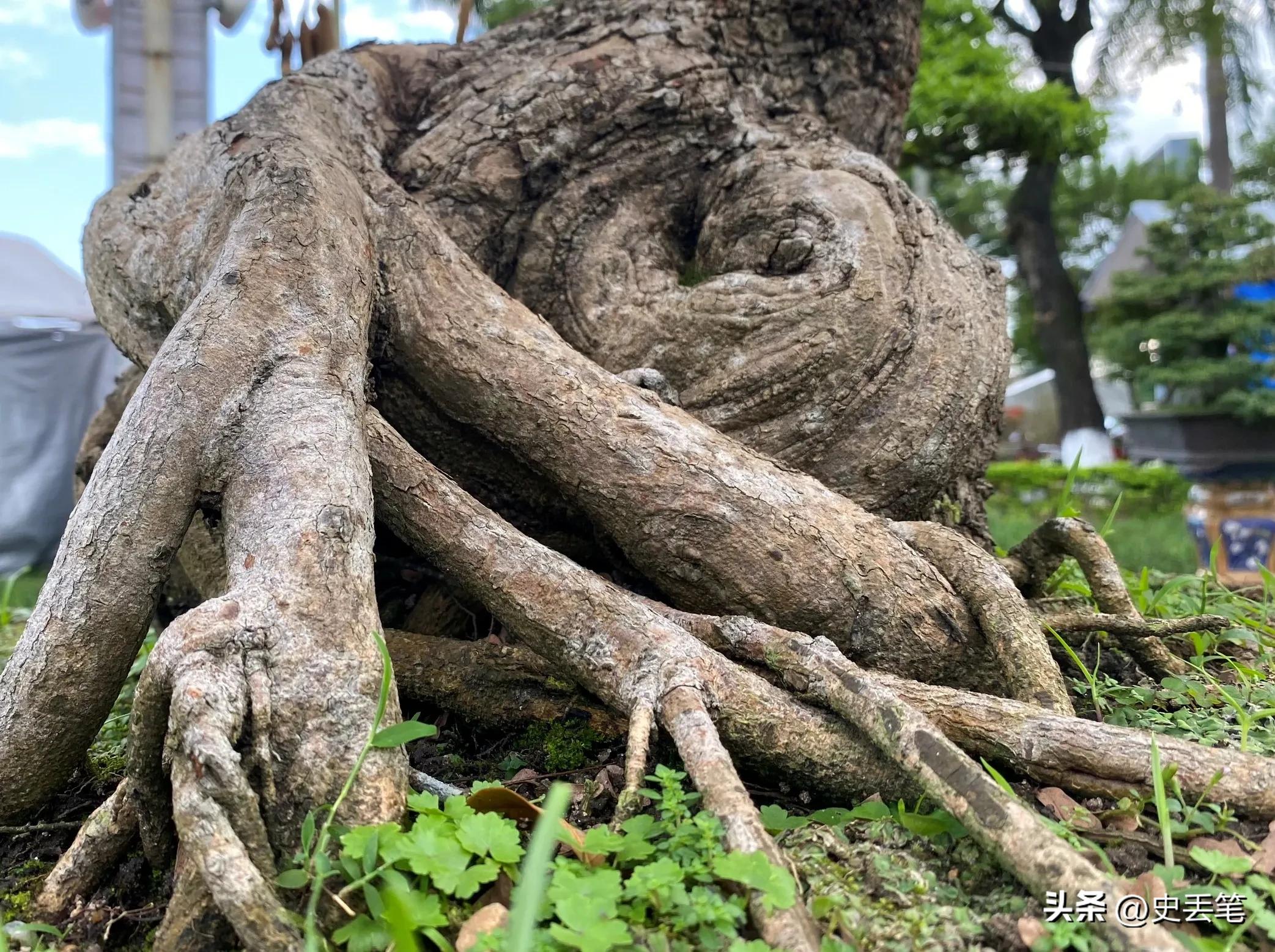 2005年他花6千元买下1棵根系肥大橄榄树，17年后出价14万都不肯卖