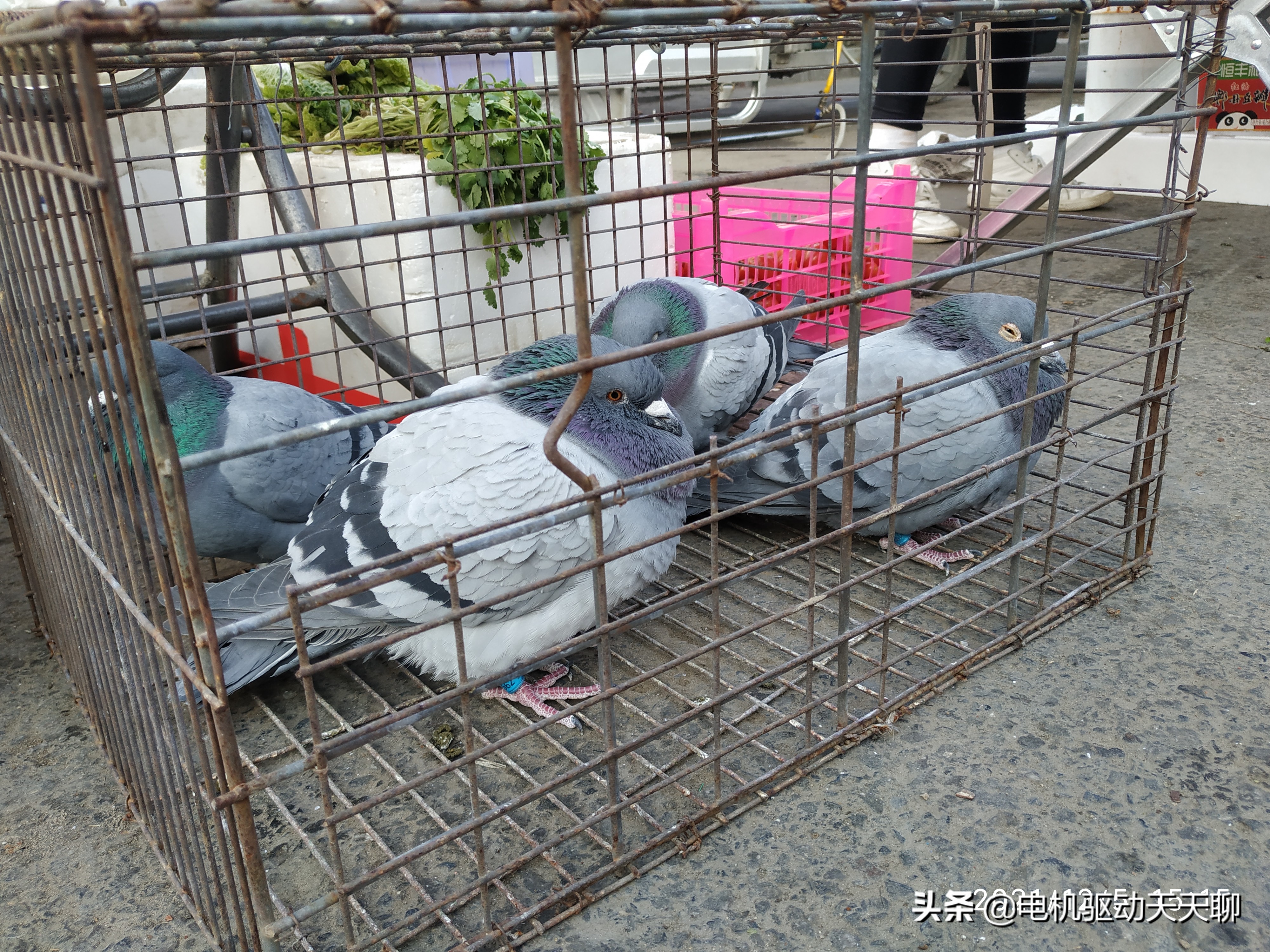 北京房山周末赶乡村集市,房山农村大集哪里好玩