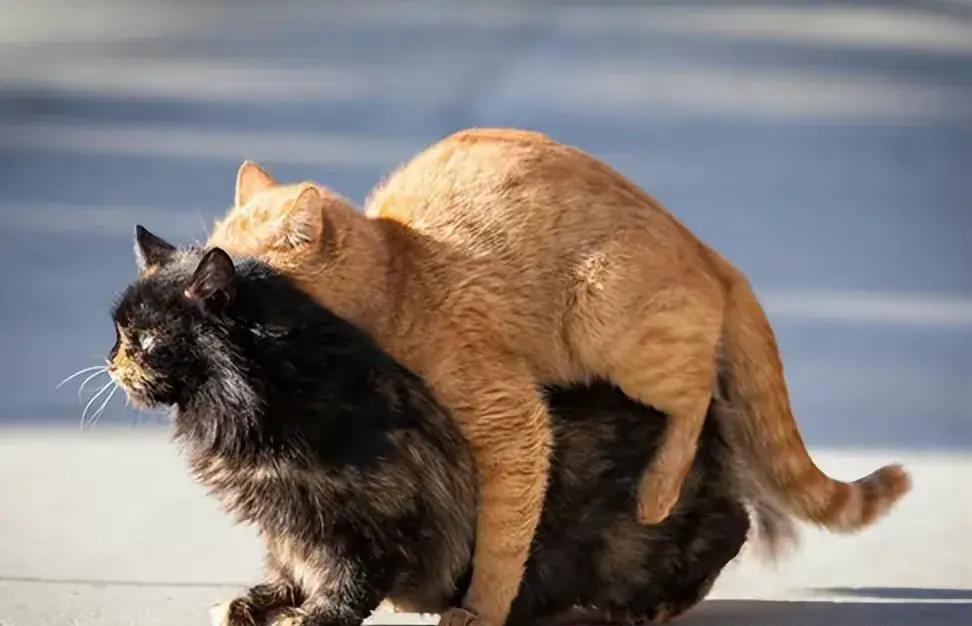 爱与亲情的终极挑战：雄性遇见亲生母亲！