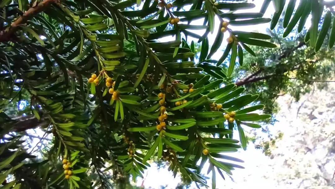 它是“绿色黄金”,更是“征服癌症的希望之树”
