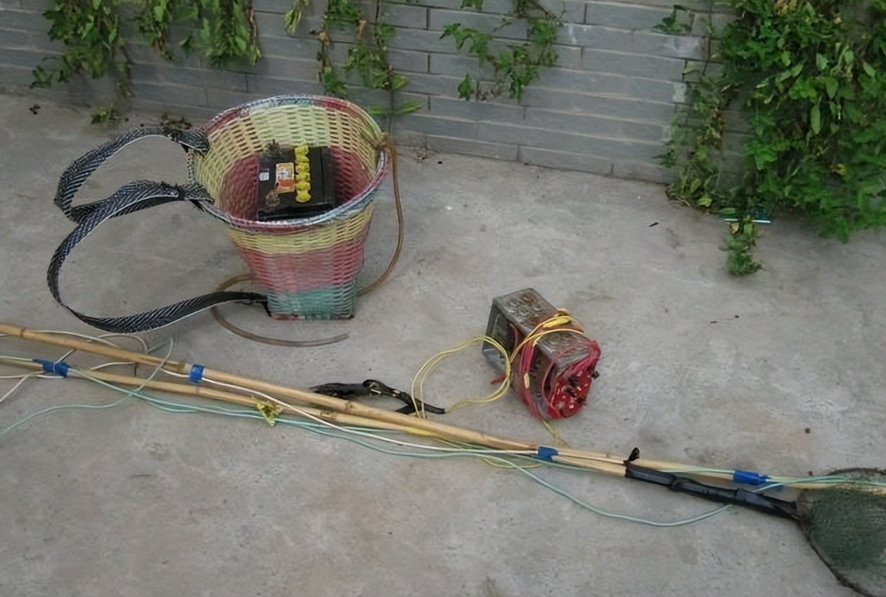 黄鳝一年能产子多少,母黄鳝产子过程