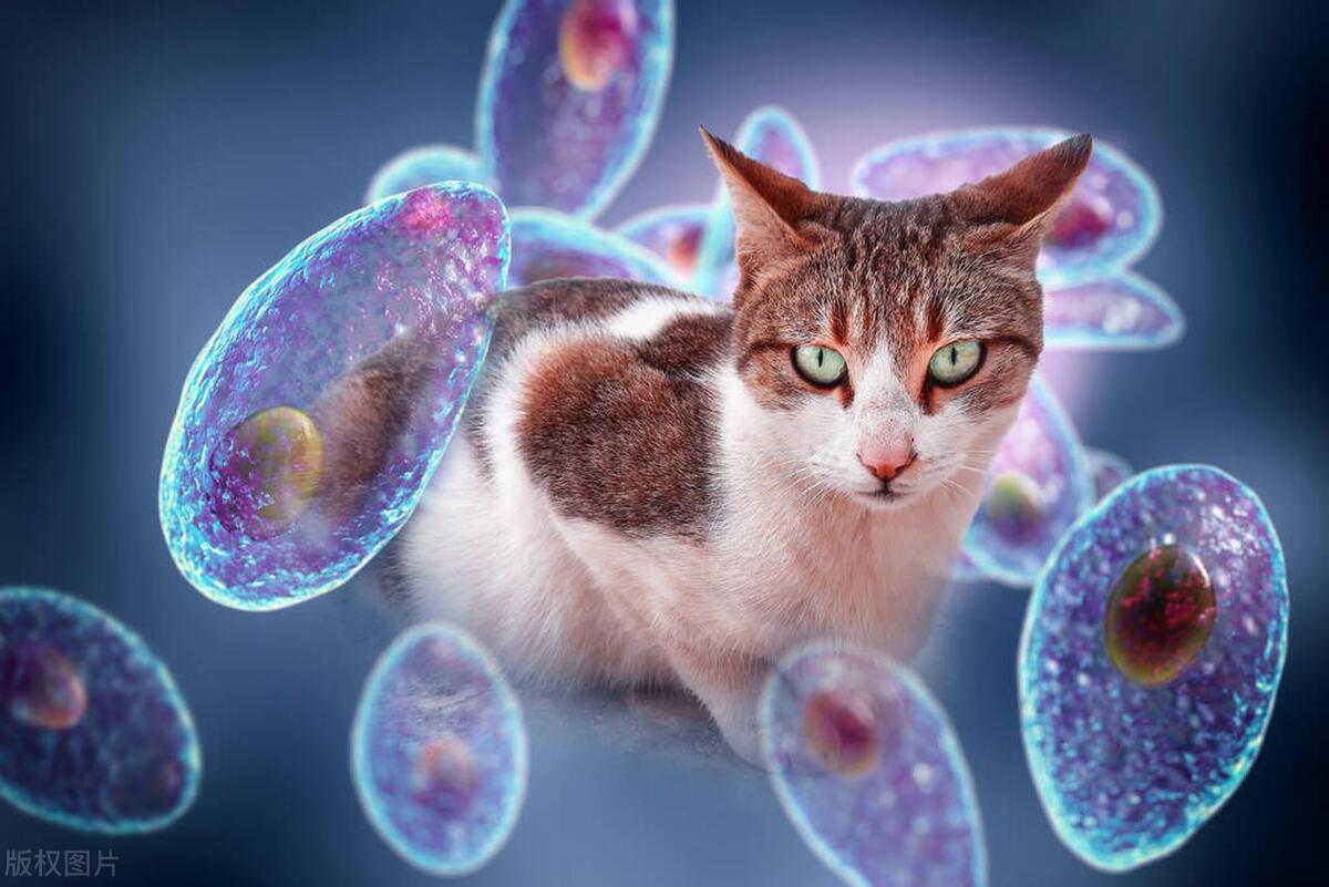 怀孕的家庭能养猫狗吗,猫猫怀孕了要怎么照顾