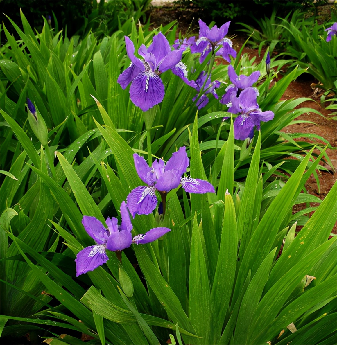 视觉盛宴五种赏花名花供您选择,春天十种最美的花介绍