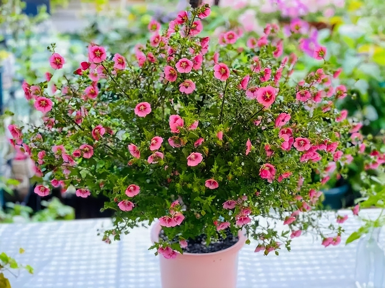 小木槿花球怎样修剪,小木槿棒棒糖大花球