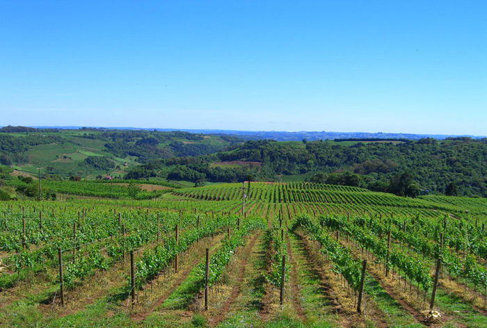 巴西迎来新的黄金一代,巴西圣罗拉起泡酒
