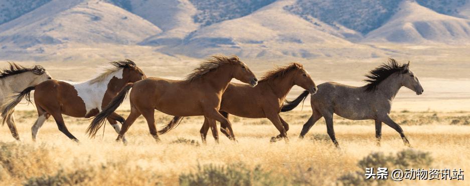 马能跑多快最好,马能跑多快视频