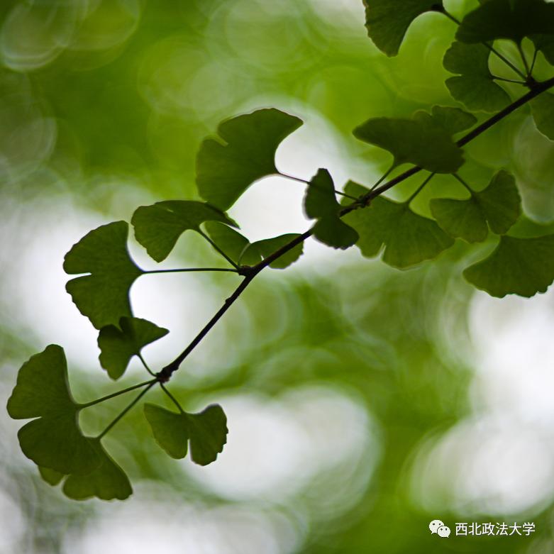 西法大到底是什么,西法大是什么意思网络用语