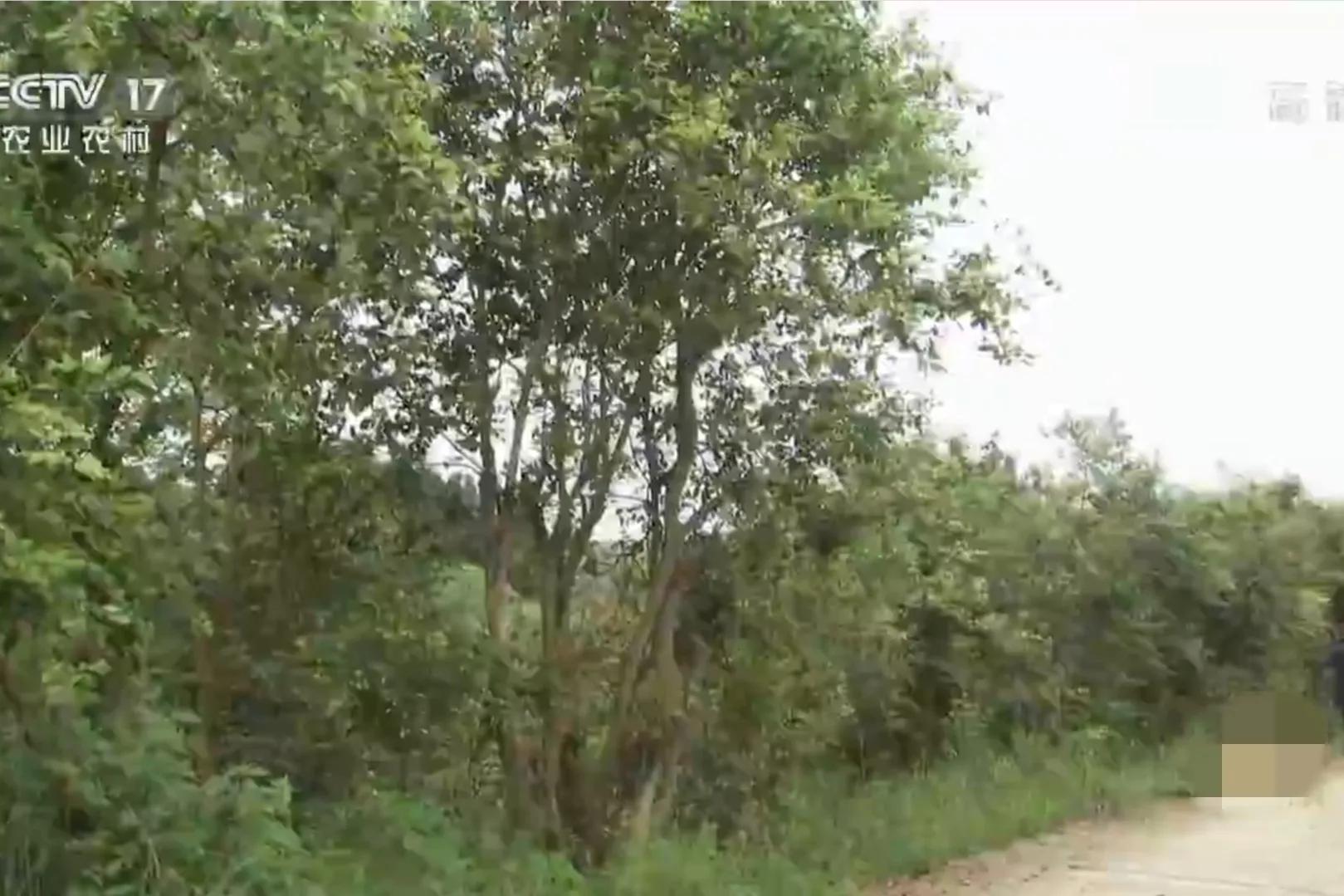 湖南种油茶致富,湖南90后小伙回乡种油茶