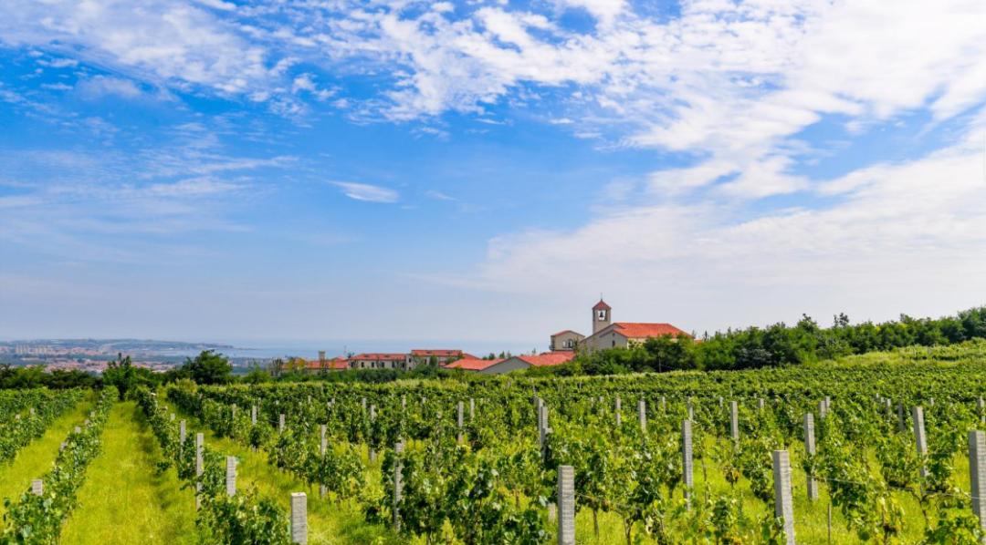 拉菲蓬莱珑岱酒庄正式开庄,拉菲蓬莱敦岱酒庄