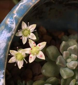 100种好看的多肉植物,50多种多肉品种大全