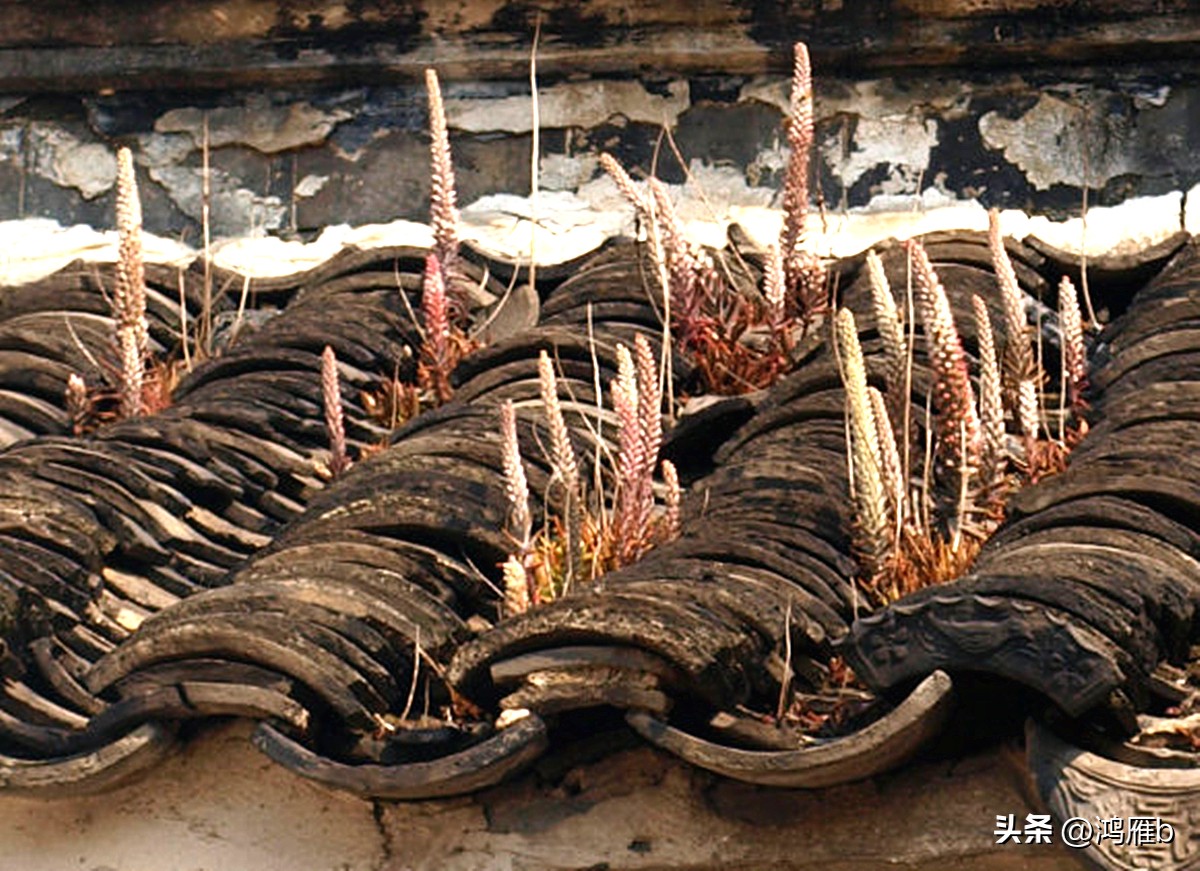 十大耐阴多肉植物,狼爪瓦松是多肉吗