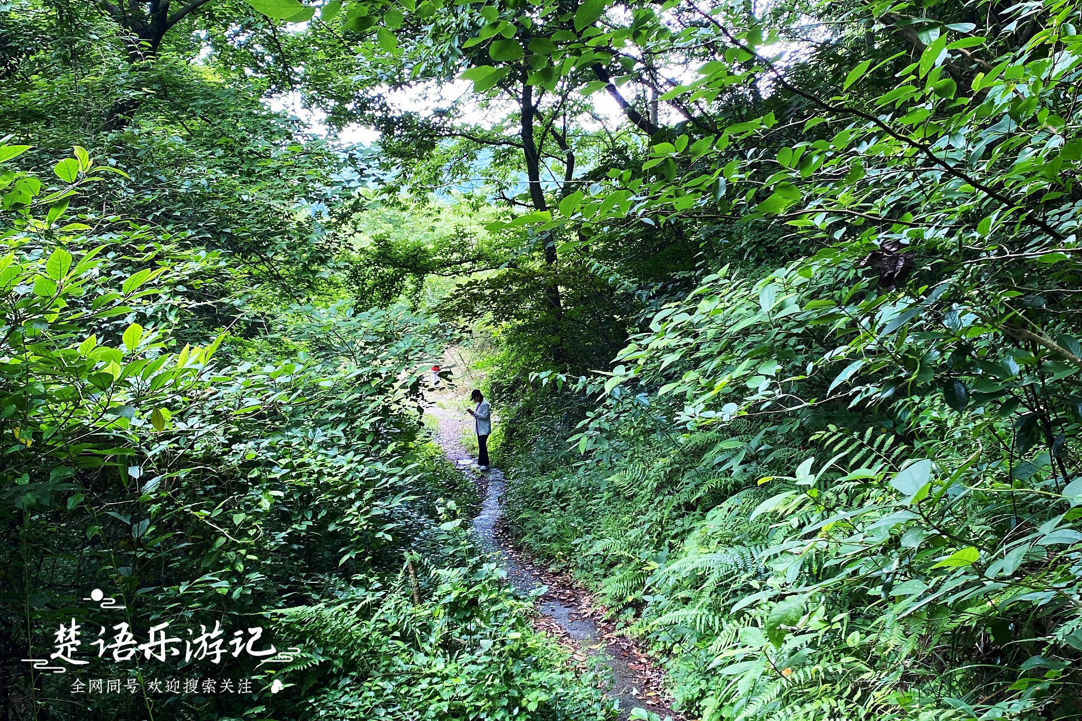 绝美水杉林,绝美水杉林视频