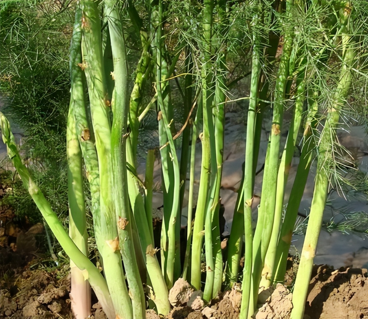 阳台种芦笋怎么养才能长得快,阳台适合栽什么样的芦笋