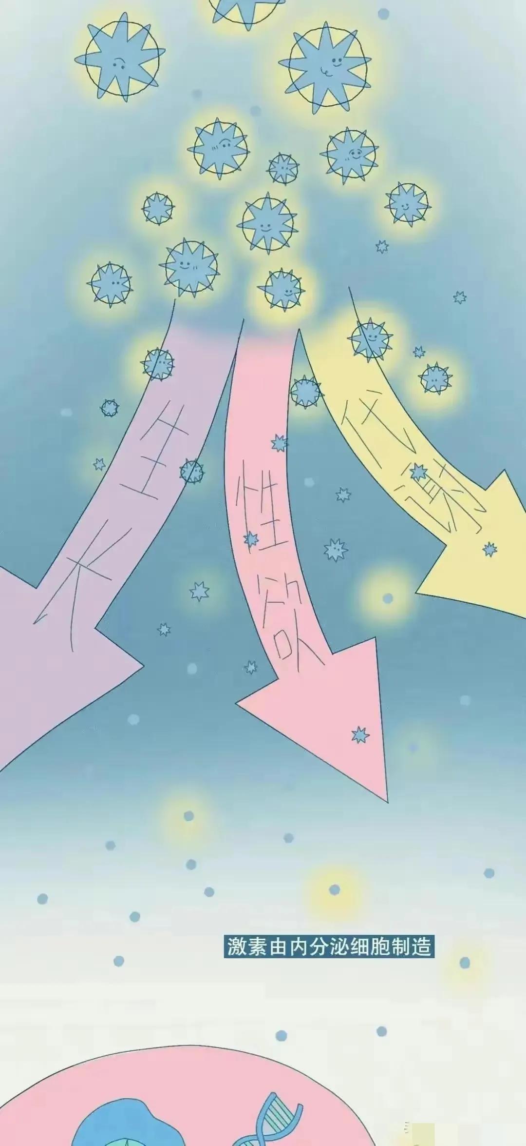 女生荷尔蒙过高会分泌什么,女生荷尔蒙分泌是什么