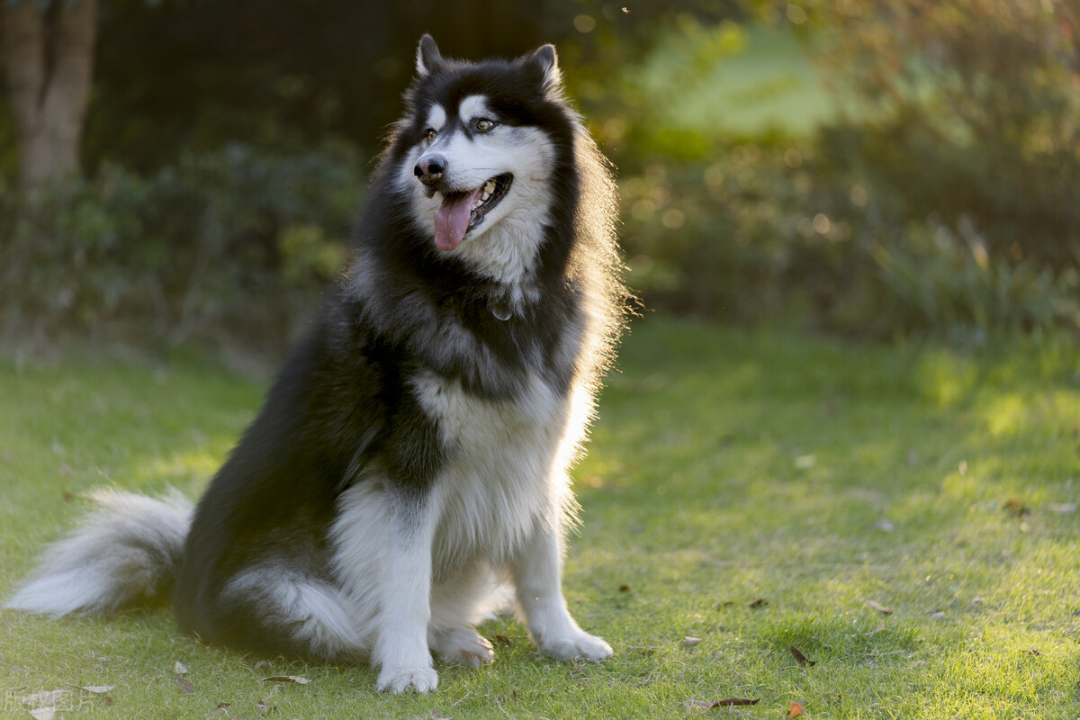 狗狗拉稀不吃饭没精神吃什么药,狗狗拉稀不吃不喝