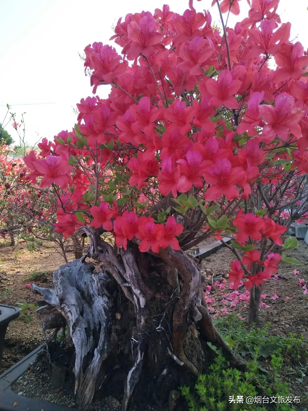 大山里映山红好美,映山红的美丽之处