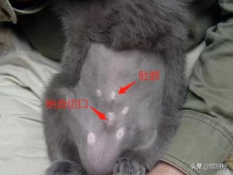 你见过猫咪吞口水吗,猫咪有肚脐眼吗