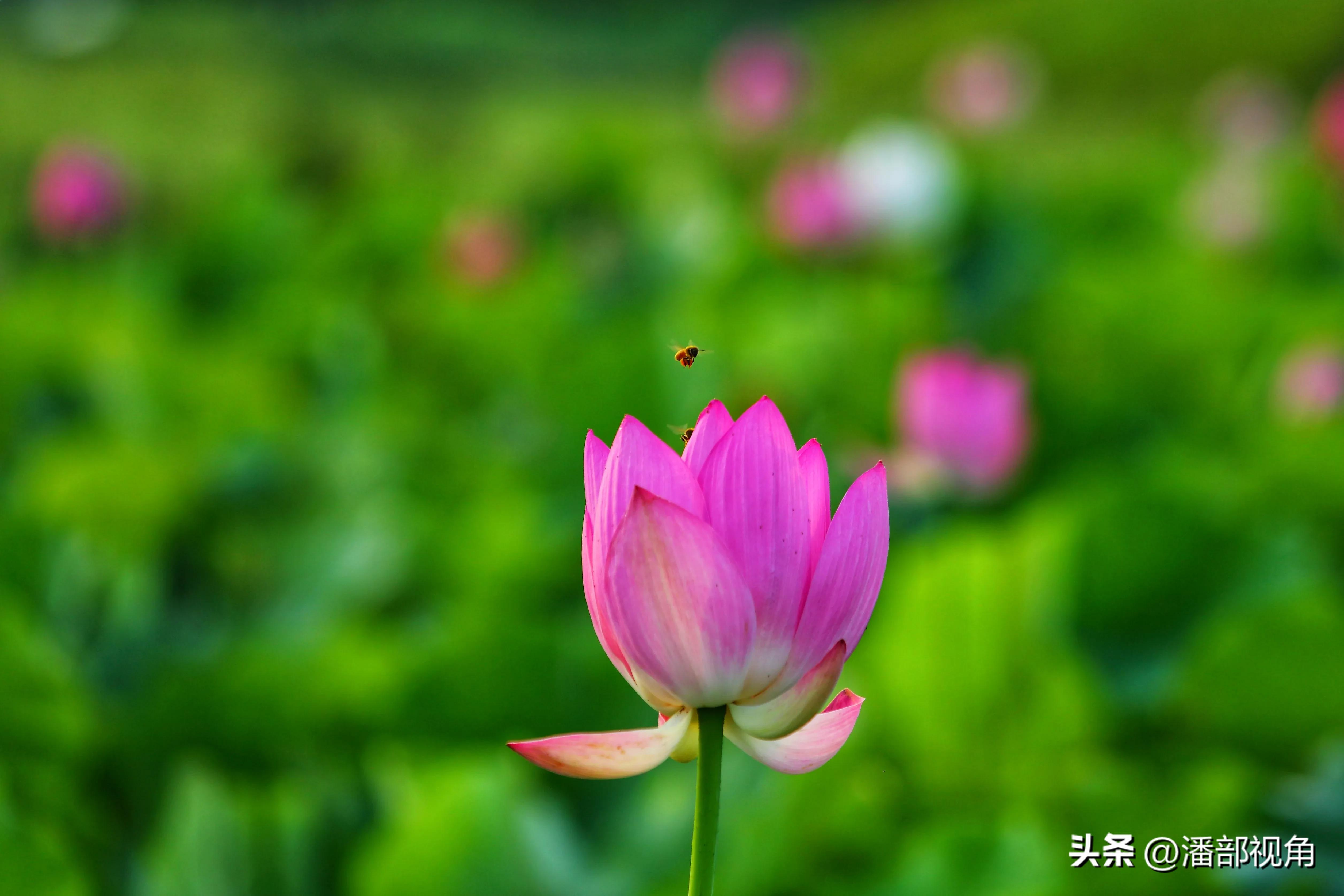 无锡七月底哪里的荷花开了,无锡太湖荷花开了吗